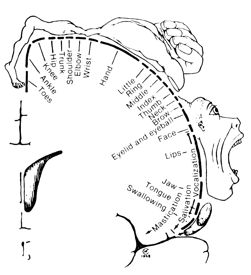 Abb. 1: Der ›Penfield-Homunkulus‹ zeigt die Größe von
                            Körperteilen in Abhängigkeit von der Größe ihrer Repräsentation im menschlichen
                            Gehirn. [Penfield / Rasmussen 1950, S. 44]