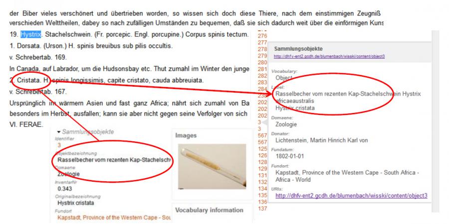 Abb. 6: Darstellung der Objekte im Kontext
                                der TEI Edition der Werke Blumenbachs. Foto des Rasselbechers: GZG
                                Museum / G. Hundertmark.